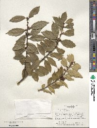 Ilex ciliospinosa image