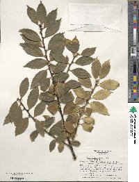 Ilex ciliospinosa image