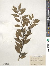 Ilex ciliospinosa image