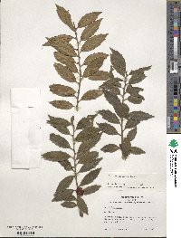 Ilex ciliospinosa image