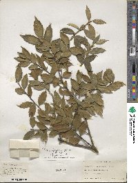 Ilex ciliospinosa image