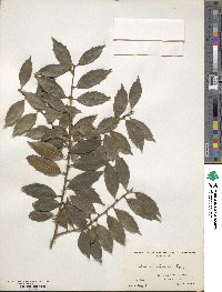 Ilex ciliospinosa image