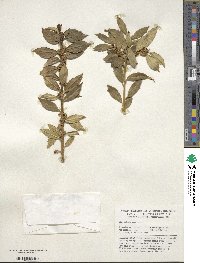 Ilex ciliospinosa image