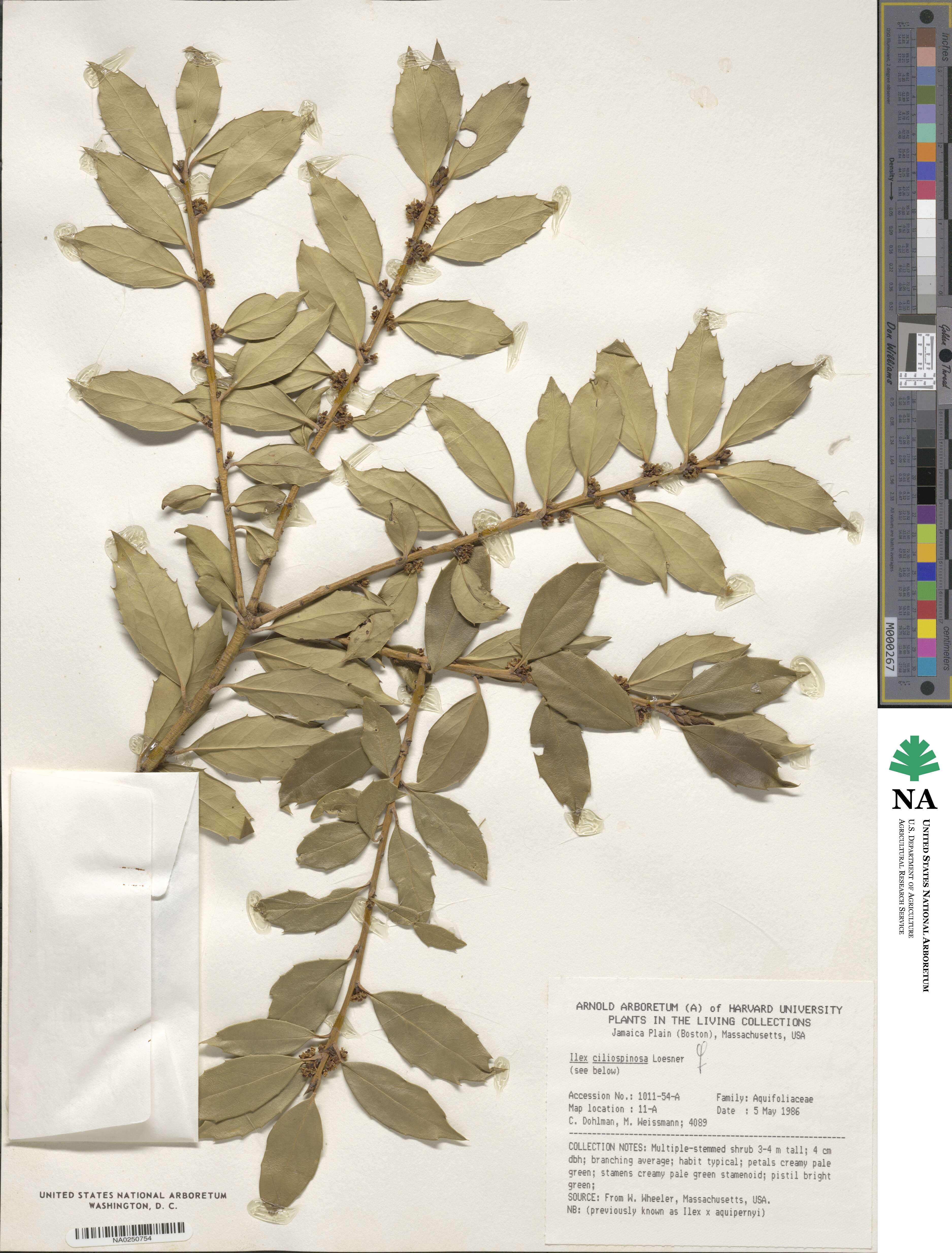 Ilex ciliospinosa image