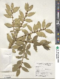 Ilex ciliospinosa image