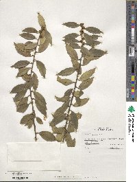 Ilex ciliospinosa image