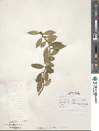 Ilex ciliospinosa image