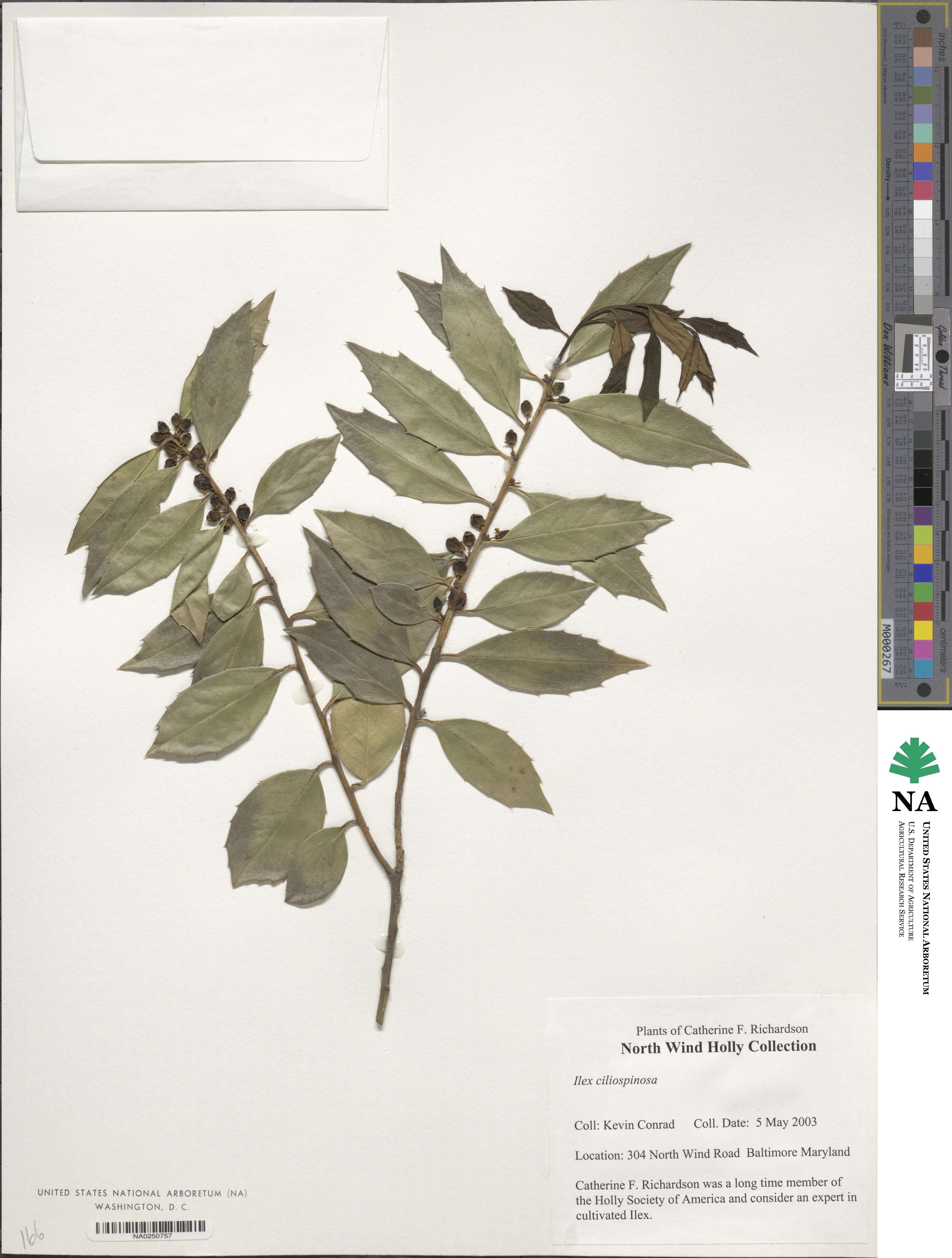 Ilex ciliospinosa image