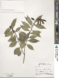 Ilex ciliospinosa image