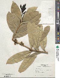 Ilex cinerea image