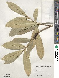 Ilex cinerea image