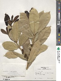 Ilex cinerea image