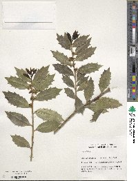 Ilex colchica image