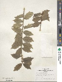 Ilex colchica image