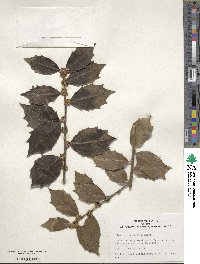 Ilex colchica image