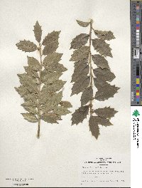 Ilex colchica image