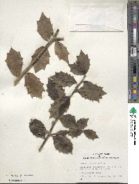 Ilex colchica image