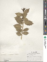 Ilex colchica image