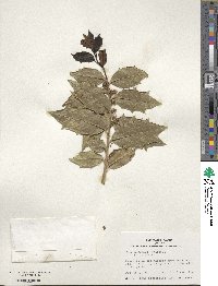 Ilex colchica image