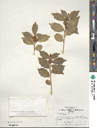 Ilex colchica image