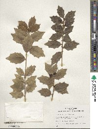 Ilex colchica image