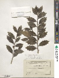 Ilex colchica image