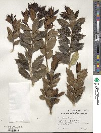 Ilex colchica image