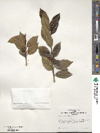 Ilex colchica image