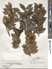 Ilex colchica image