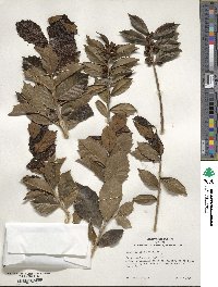 Ilex colchica image