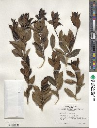 Ilex colchica image