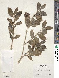 Ilex colchica image