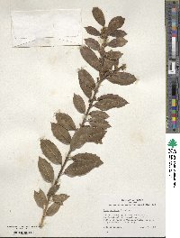 Ilex colchica image