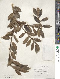 Ilex colchica image