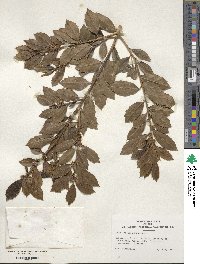 Ilex colchica image