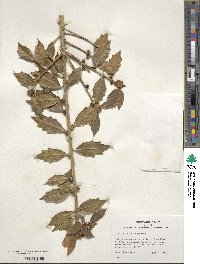 Ilex colchica image