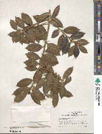 Ilex colchica image