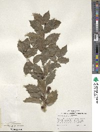 Ilex colchica image