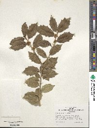 Ilex colchica image