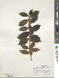 Ilex colchica image