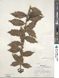 Ilex colchica image