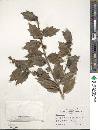 Ilex colchica image