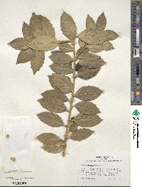 Ilex colchica image