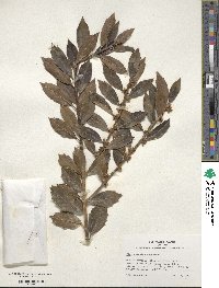 Ilex colchica image