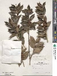 Ilex colchica image