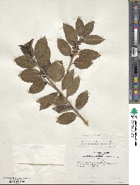 Ilex colchica image