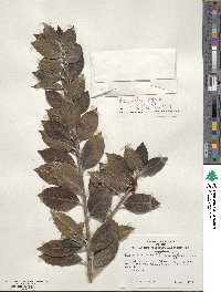 Ilex colchica image