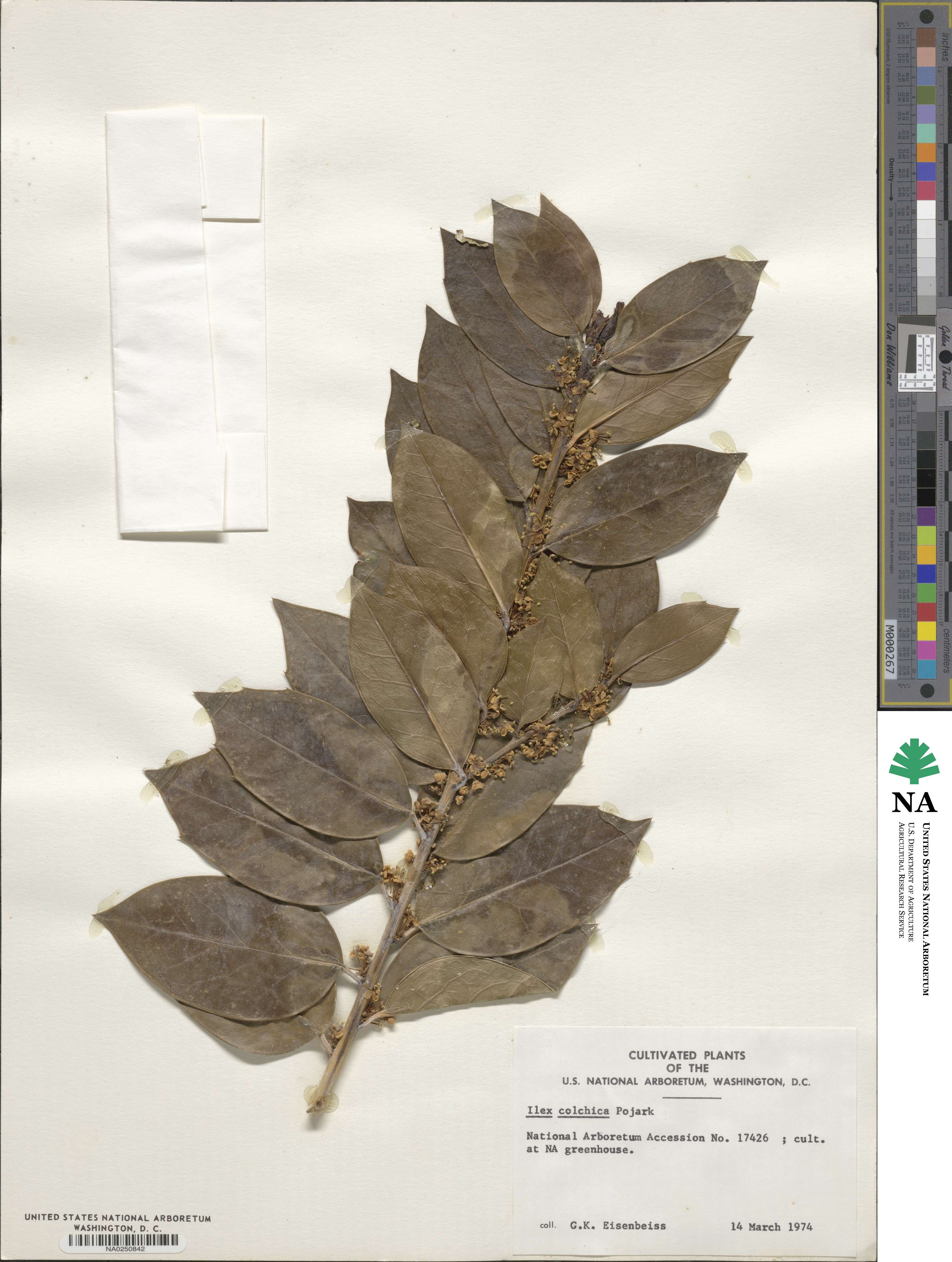 Ilex colchica image