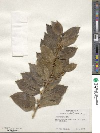 Ilex colchica image