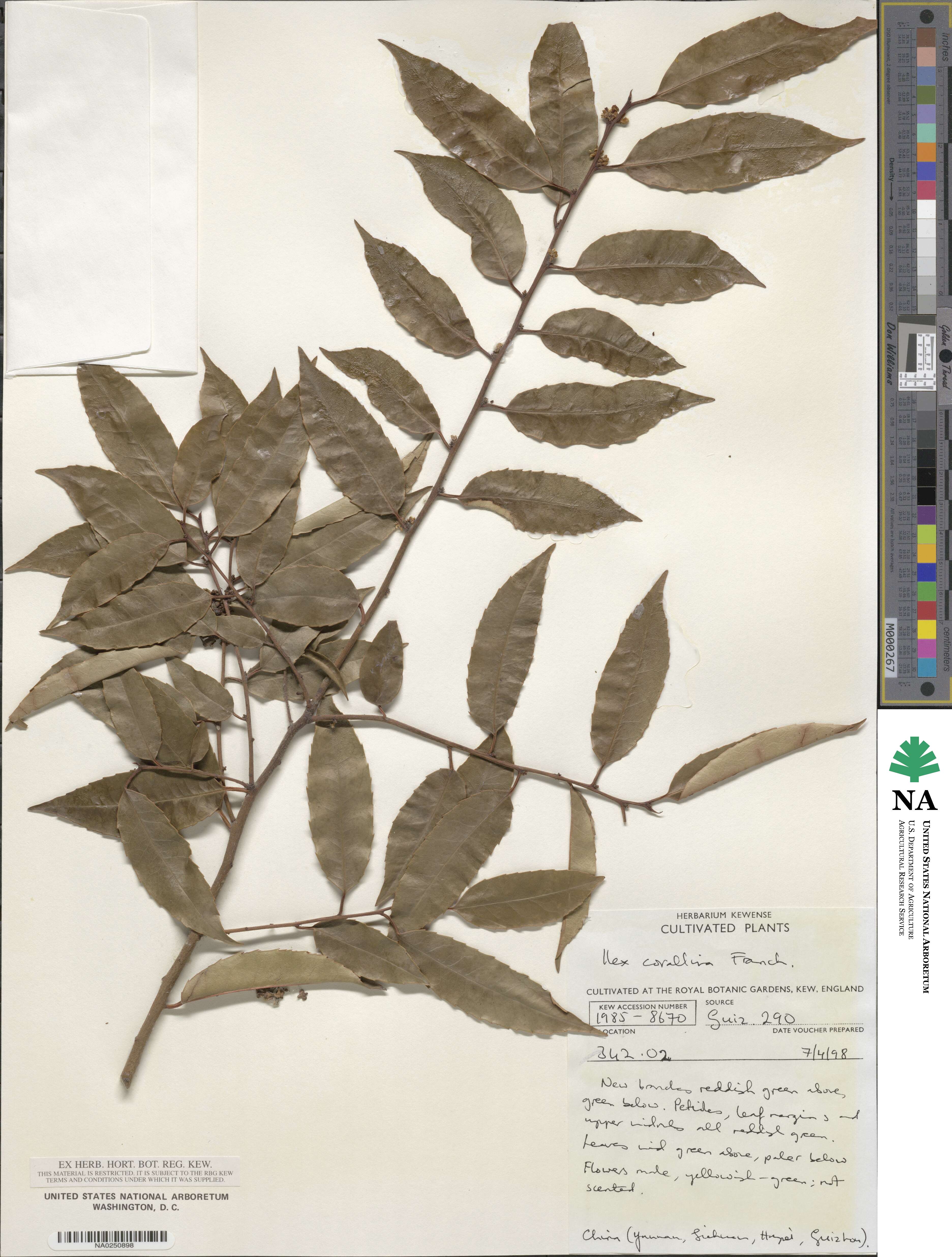 Ilex corallina image